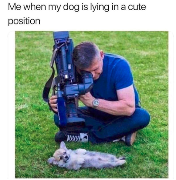 FalkorTheDoge's tweet photo. Accurate. #dogsoftwitter https://t.co/hS4yiT7gXa