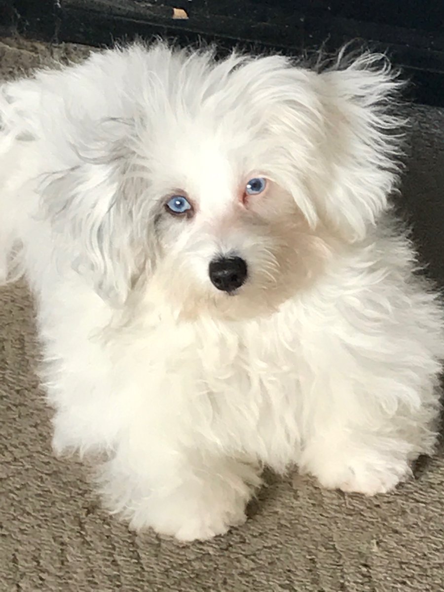 MalissaDillman's tweet photo. Jax is helping fund a #ServiceDogs for a #Veteran at #InfoComm19 Will you join him? https://t.co/JTZjrVrUKz #DogsofAV #StarinCares #NatiionalPetDay https://t.co/jC4SFUxzfz