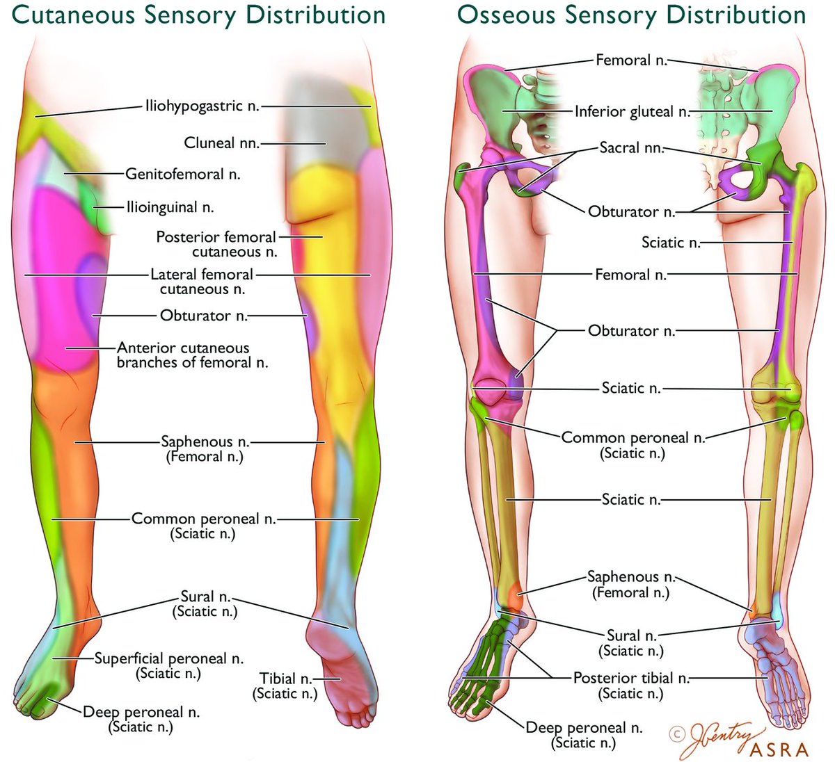 FREE ARTICLE and most downloaded from <a href="/RAPMOnline/">Regional Anesthesia & Pain Medicine</a>: Lower extremity #regionalanesthesia: essentials of our current understanding rapm.bmj.com/content/44/2/1… #ASRASpring19 #FOAMed <a href="/ASRA_Society/">ASRA Pain Medicine</a>