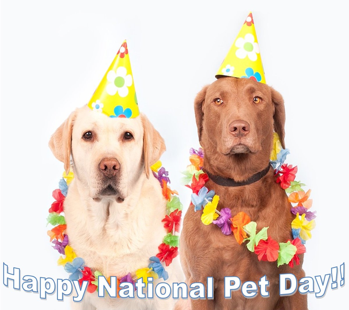 tomuchcute's tweet image. RT @AMSHVets: It's National Pet Day!!! 

Share a photo of your pet! 

#amshvets #oklahomavet #tulsaoklahoma #brokenarrowoklahoma #veterinarymedicine #nationalpetday #instagram #aww #cuteanimals #petsarefamily  #dogsofinstagram #catsofinstagram #cuties #s…