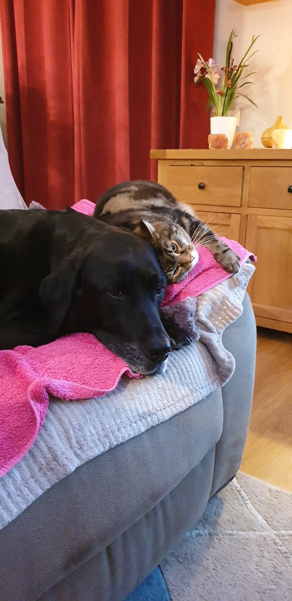 tyrabobo's tweet photo. @ArgosPets My 2 are both superstars. They are the best of mates. They definitely brighten up my life ❤ https://t.co/9Sc6906JW2