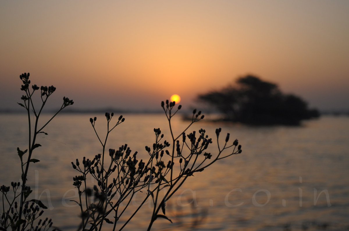 @AmitHPanchal @adhirasy @aapnuamdavad @AstroDocSahil @JunedSumra @krunalofficial @imanojmj @nishitjariwala @PrafullBillore1 @digitalpratik Beautiful sunrise at #TholLake #MyAmdavadShot