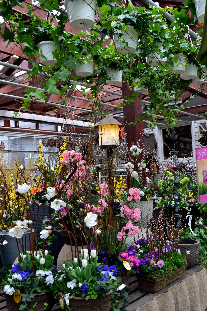 SheridNurseries's tweet photo. It's beginning to look like #spring at our #Toronto garden centre with these cheerful custom designs! Grab and go with your favourite design to add some colour to your front porch. π· https://t.co/i3Q7C0uJo6