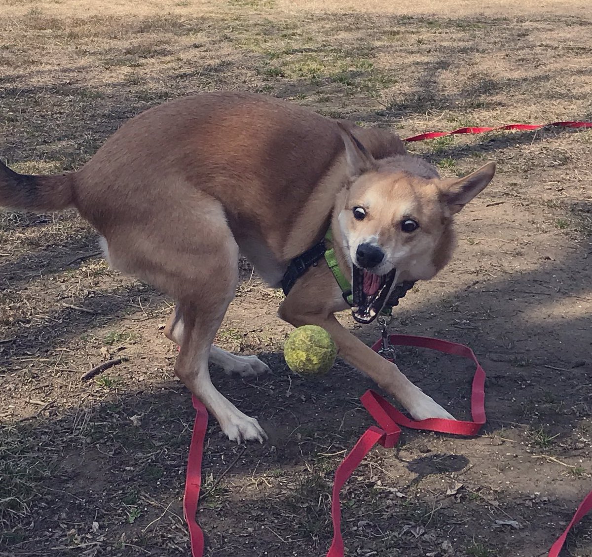 ベスト面白い 犬の写真 インスピレーションを与える名言