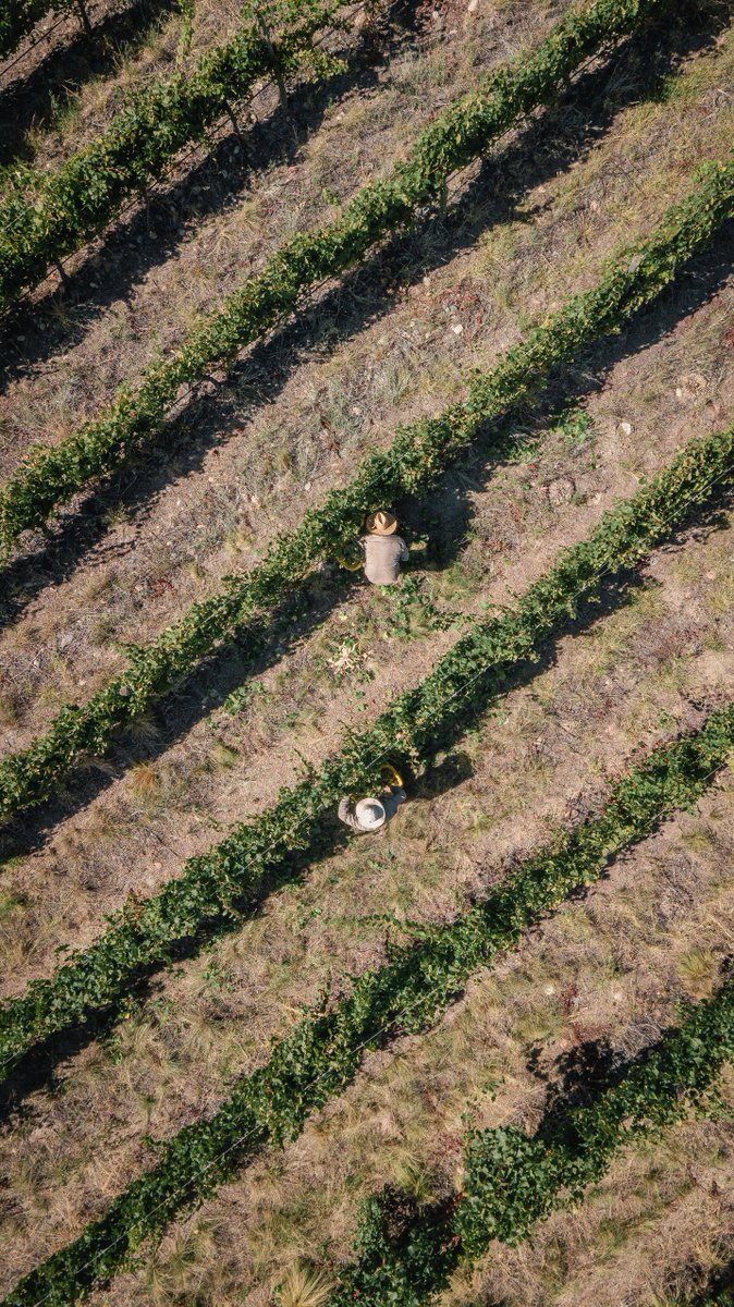 FincaSophenia's tweet photo. Una porción de nuestra #EstateWinery desde las alturas. 🙌
#Gualtallary
#FincaSophenia https://t.co/nmzE6R0dqT