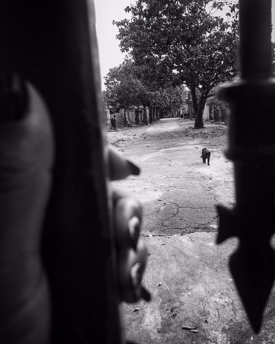 “Gatekeeper”
•
•
#neworleans #blackandwhitephoto #blackandwhitphotography #lifeframer #neworleansphotographer #streetphotography #streetphotography_bw #btaphotography504 #lightchaser #cemetery #neworleanscemetery #lafayettecemetery #gatekeeper #cemeterygates #haunted #spirits