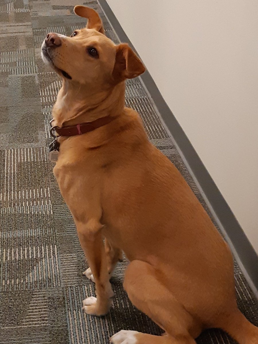 togirl123's tweet photo. So, there's a bring your dog to work program at the office that I only learned about AFTER I signed my offer letter ππ & it appears this little guy won't leave my side no matter what I say or do πΆπππΆ
#WhyMe
#NotADogLover https://t.co/txRCdqih21
