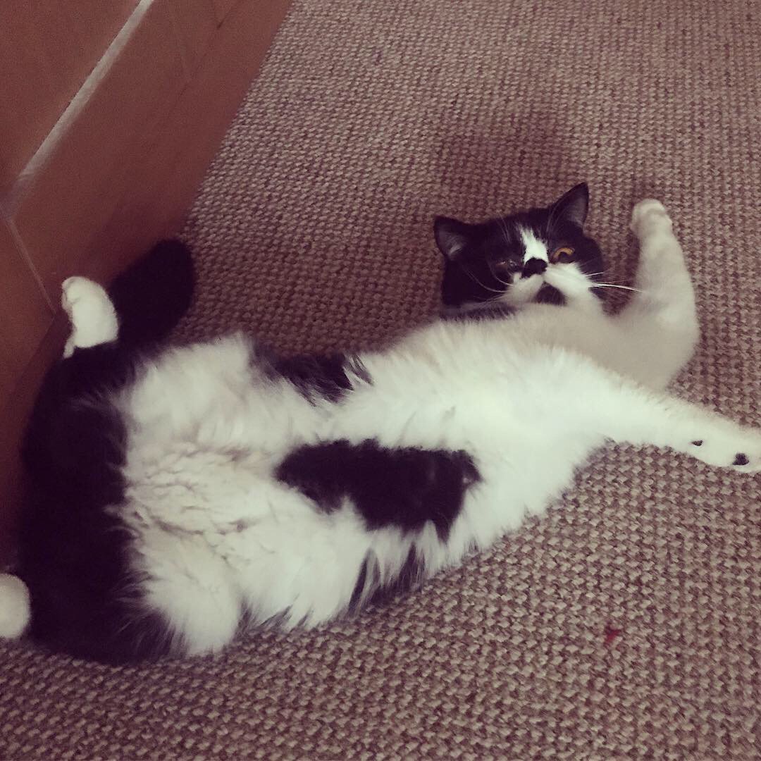 Getting ready for the weekend like... #NationalPetDay