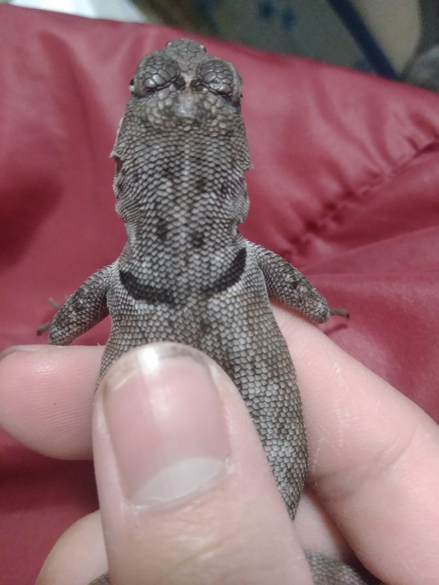 ラプ ハルトマン 野犬少年 ヨウガントカゲは首のこの感じが良いのよ と唐突に言ってみる ヨウガントカゲ T Co Rs2jm4iwk7 Twitter