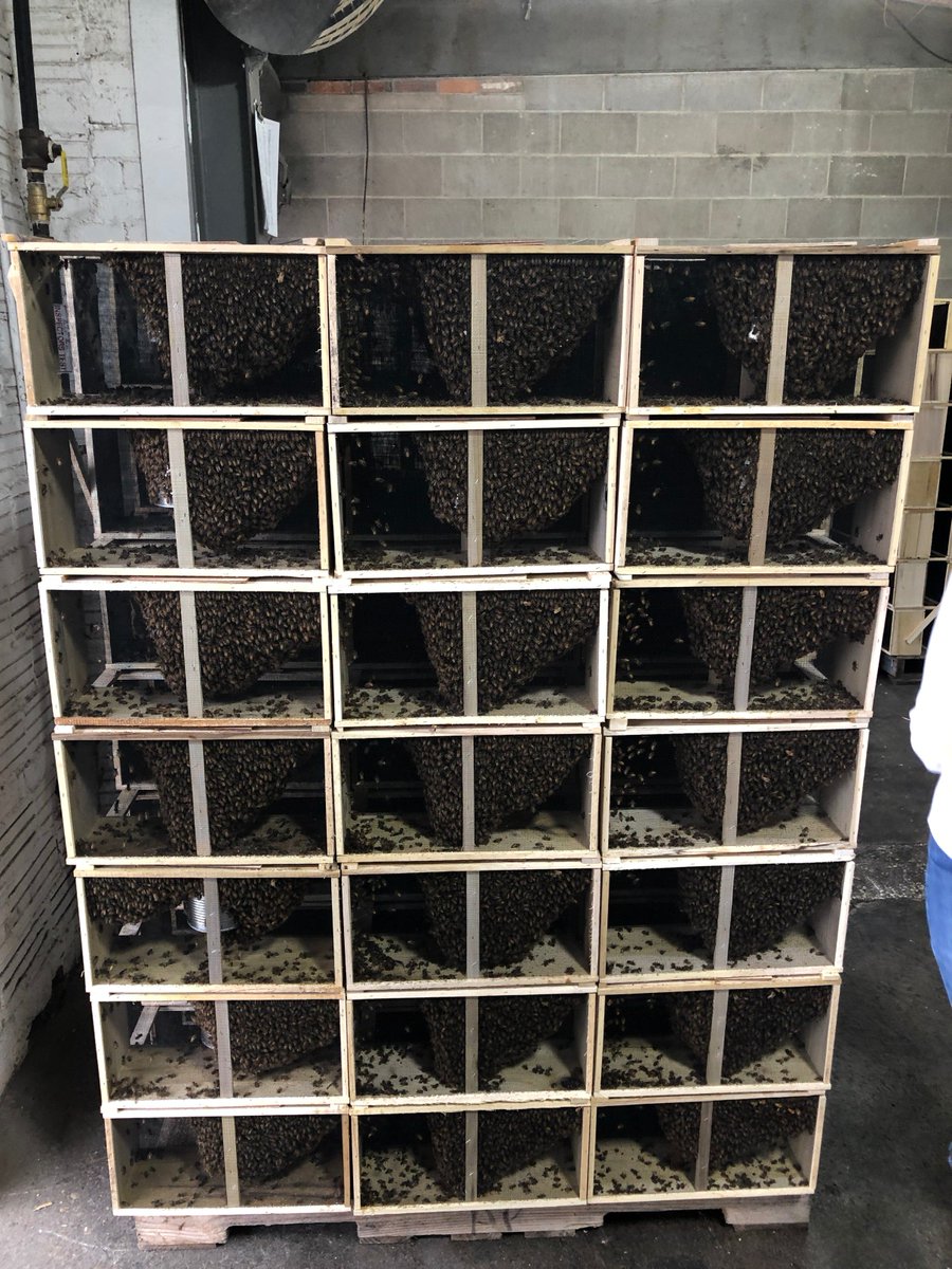 Dadant_and_Sons's tweet photo. Look what arrived at our Corporate office today!
#packagepickup #beeday #honeybees #beekeeping #dadant #beekeepingsupplies #beekeepers #bees https://t.co/qHDNc6SxqI