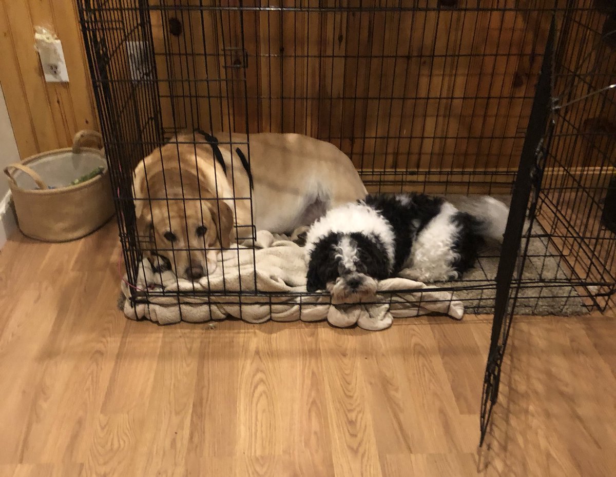 ps dog crate