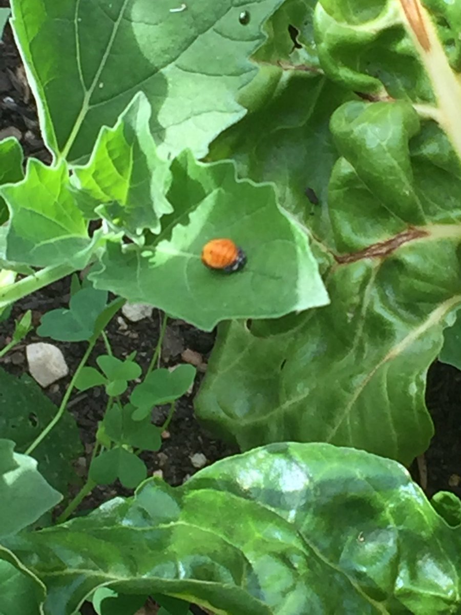 We love seeing the ladybug life cycle in real life! #aisdoutside @peas_community #cunninghamcreates