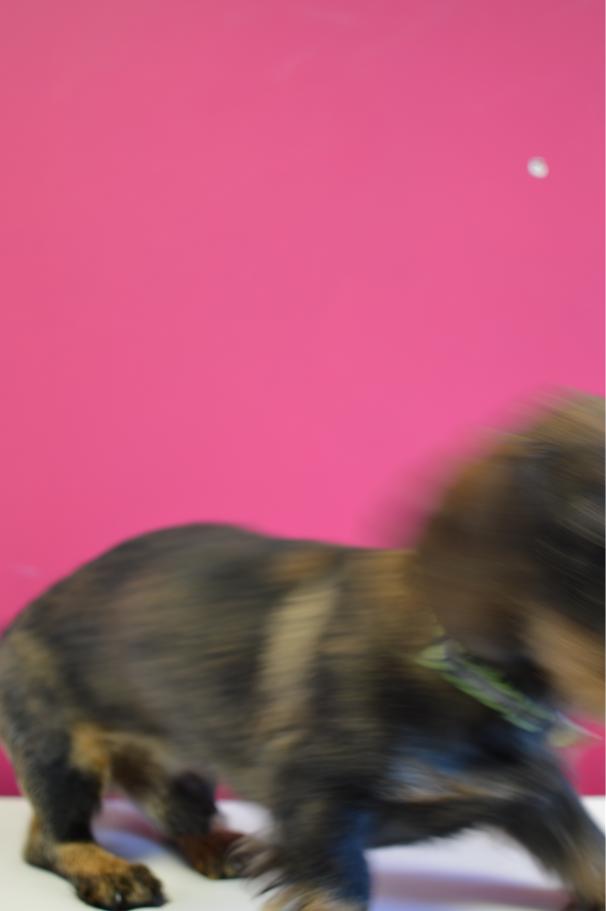 SiteVisibility's tweet photo. We're retaking some of our team photos and adding new ones at the moment. I won't lie, I feel Saxon needs some practice...

#officedog #officedogsoftwitter #marketingdogs #dogswithjobs https://t.co/bAMwCr9UUZ