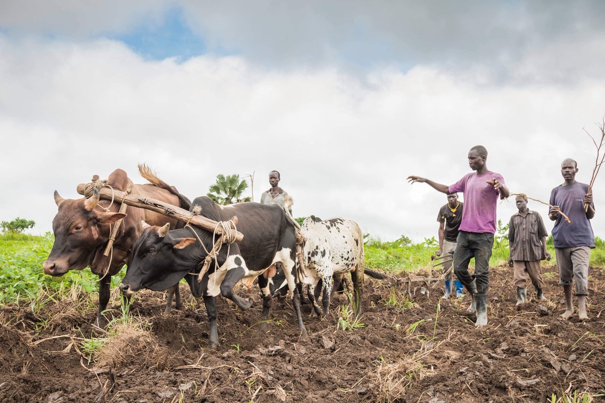 According to <a href="/IFAD/">International Fund for Agricultural Development</a>, Economic growth from agriculture is 11x more effective at reducing extreme poverty than any other sector. #CycleConnect