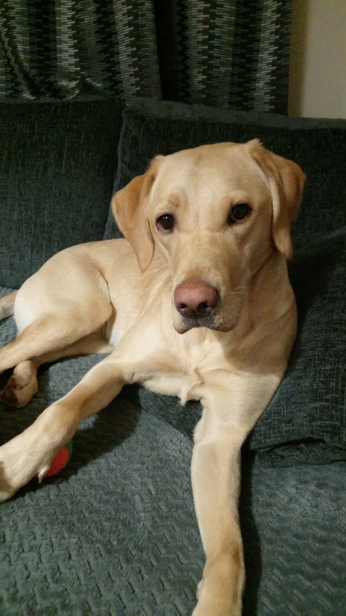 EnsafeConsult's tweet photo. In keeping with today being #NationalPetDay here's some furry & not so furry friends that belong to some of our staff here at #Ensafe - be sure to show us yours in the comments below ๐ https://t.co/wJwhssGZVq