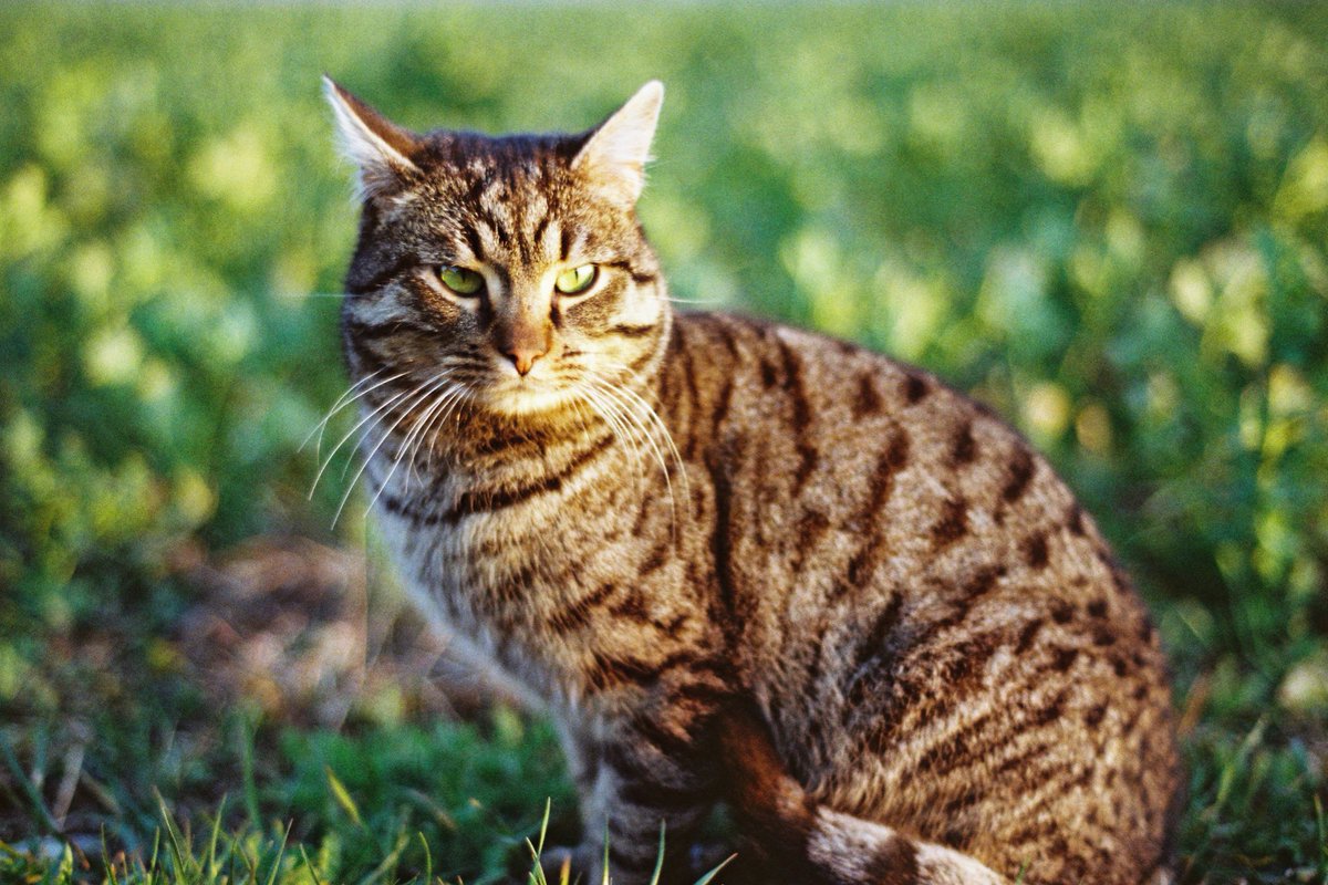AREKU_Avalinity's tweet photo. Nikon F5 - Kodak Gold 200 https://t.co/1wJA9V4hUs