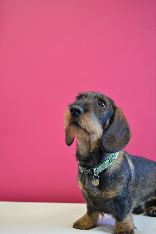 SiteVisibility's tweet photo. We're retaking some of our team photos and adding new ones at the moment. I won't lie, I feel Saxon needs some practice...

#officedog #officedogsoftwitter #marketingdogs #dogswithjobs https://t.co/bAMwCr9UUZ