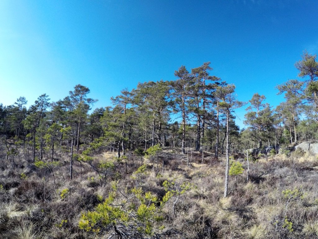 Norwegian Spring och VM-läger annabachman.com/2019/04/11/nor…