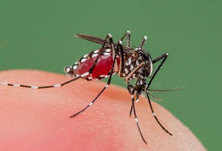 NormanJonasMD's tweet photo. THREAD : Imethibitishwa kuna mlipuko wa ugonjwa wa dengue. 

✓Haya ndio mambo muhimu kuyafahamu kuhusu UGONJWA WA DENGUE

RT kusaidia wengine https://t.co/s7GIkH64EF