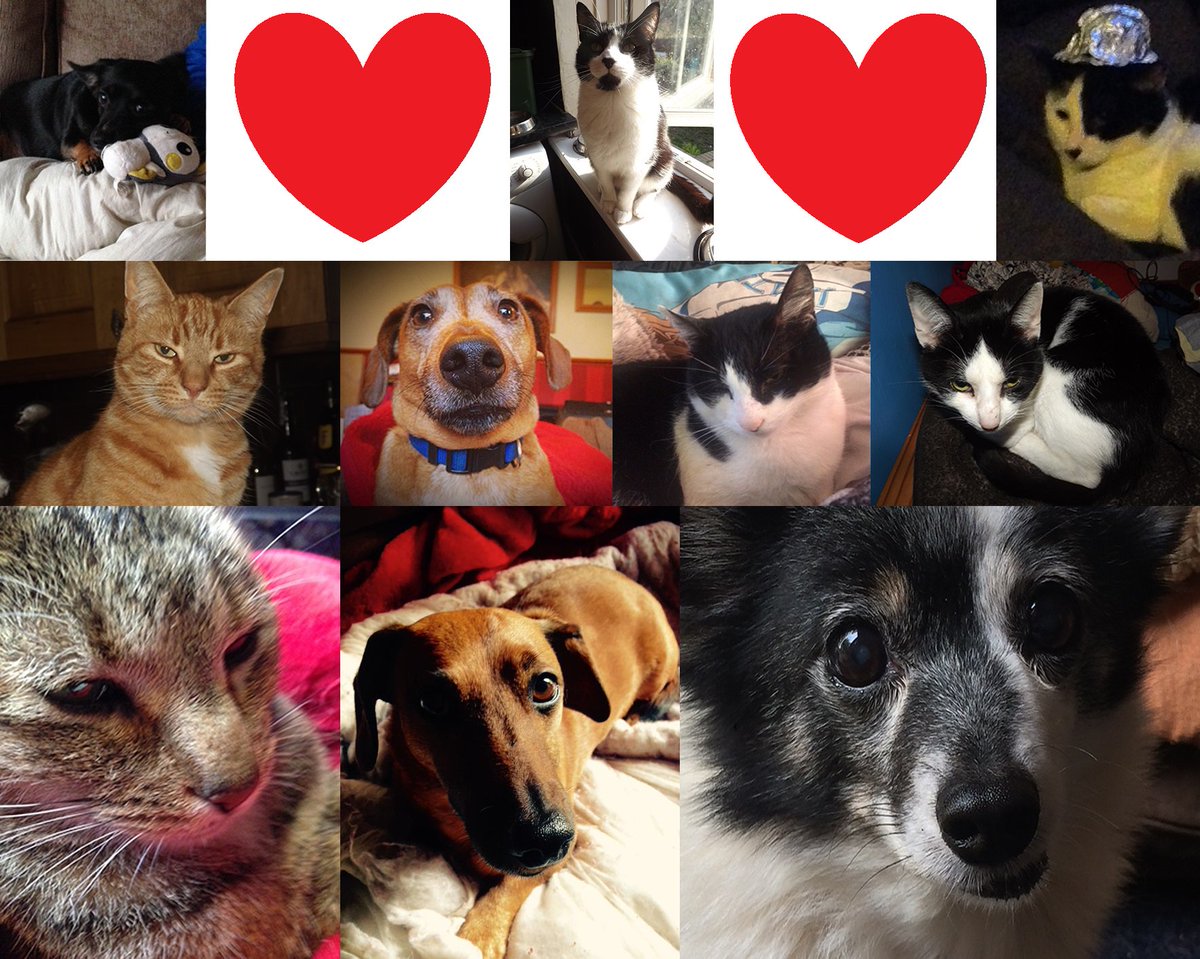 ImpactfulWords's tweet photo. Happy #NationalPetDay - I treasure each and every one of my motley crew <3 https://t.co/rYSh2Rfzdz