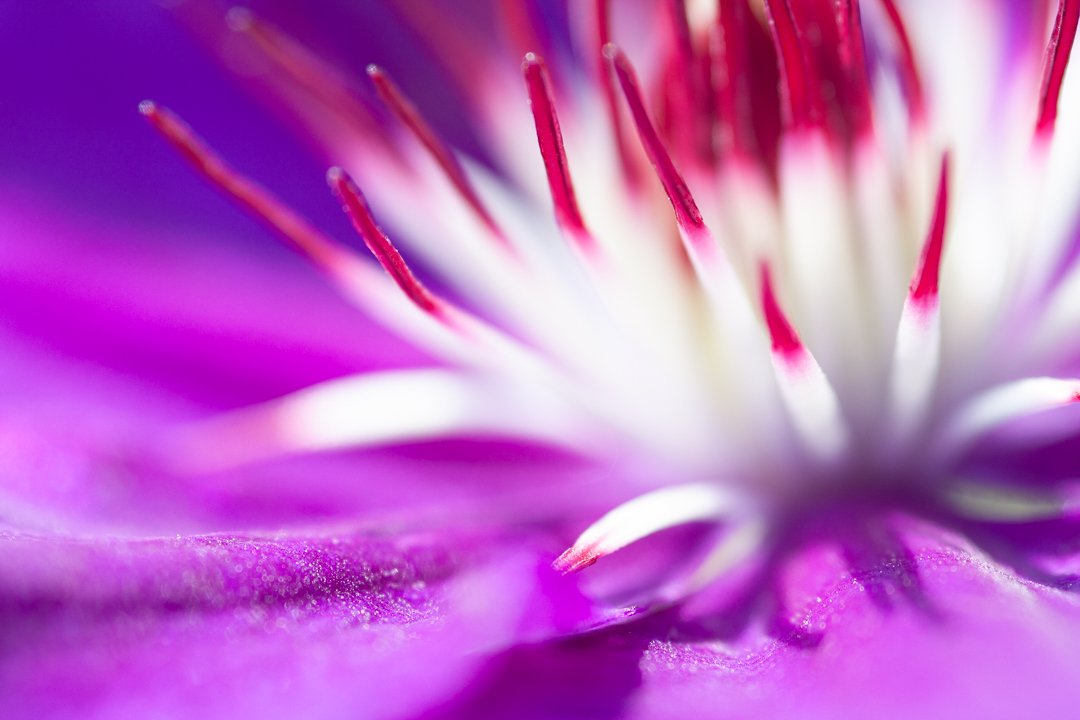 Jaymes_Dempsey's tweet photo. I have so many amazing bird photographers following me and that I'm following but I'd also like to reach out to people who are #macro and #flower photographers. Does anyone know of any people I could follow or any hashtags to check out? https://t.co/QyEoT70pqi