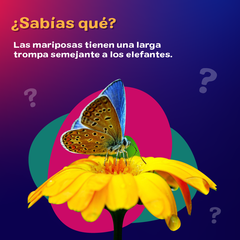 Festival Papirolas בטוויטר: "A nosotros nos encantan las mariposas ...