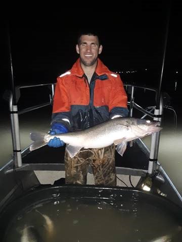 OhioDivWildlife's tweet photo. Fisheries biologists used #electrofishing to catch this female walleye from the Maumee River last week. Crews use this method of sampling fish to collect #walleye eggs annually for hatchery production: https://t.co/TYQXkGgNj3 #fishohio #fishmanagement https://t.co/gtTtvuSway