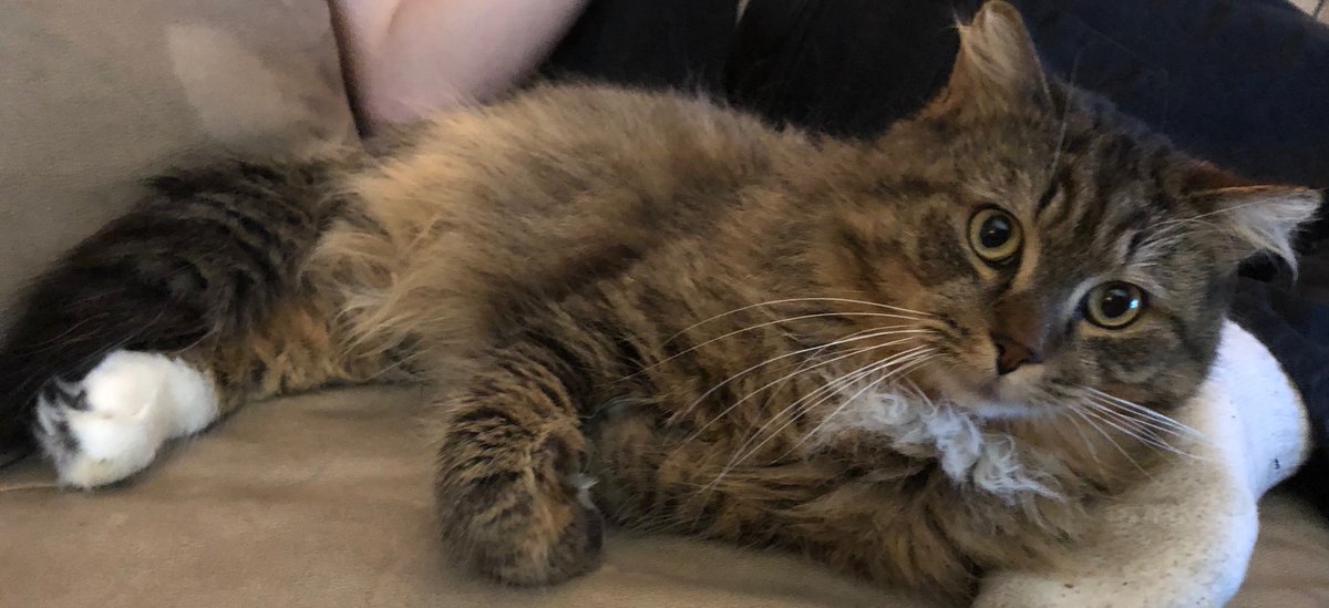 Socks: I don't ever want to return to that difficult life again, and I only want to stay indoors and snuggle with people in the forever home of my dreams.  Won't you take me home? #cats #kittens #AdoptDontShop