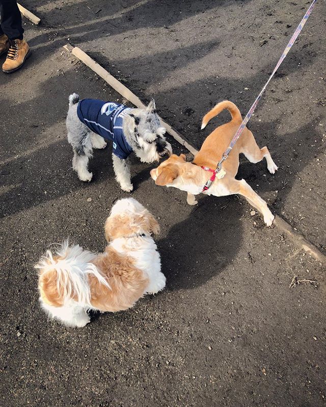 muffinjai's tweet photo. #TBT ⏪ The trio at one of many #DogsOfVancity’s #BiggestDogMeetUpVancouver 🥰🐶🐾 #TroutLake #Vancouver 🇨🇦 https://t.co/R2puUyhAIr #dogsoftwitter #schnauzeroftwitter #minischnauzer #minischnauzers #schnauzer #schnauzers https://t.co/4iSau2KUy5
