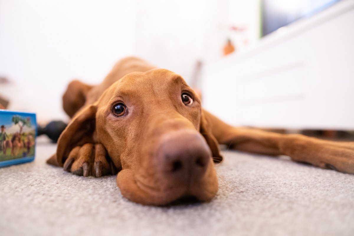 visit_hungary's tweet photo. Don't forget our Hungarian Dog Week on our Facebook page https://t.co/G9gXCXRtG1 ! 😊
#wowhungary #hellohungary #dogsofhungary #hungariandogs #dogweek https://t.co/FlizlBI2px