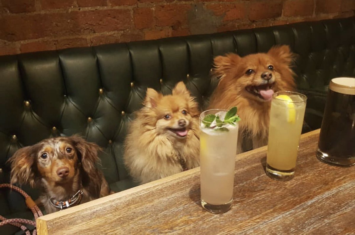 Look at these little thirsty faces!!! We love being dog friendly, nothing but cuteness! 🐾 Happy #NationalPetDay!