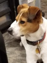TherapyDogTally's tweet photo. It's National Pet Day! Come on up and pet ME, your campus pet! #Tallytime https://t.co/Zq68qLMa6L