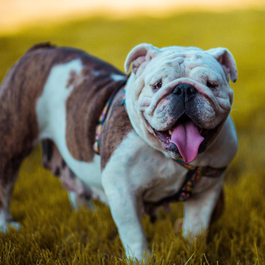 desertark_vet's tweet photo. Happy #NationalPetDay 😸 🐶 everyone!

Share some pictures of your favorite furry friend today! ❤️

-
#PetLove #FurryFriends #Fursday #DogLove #CatLove https://t.co/w4f4CtqKwM