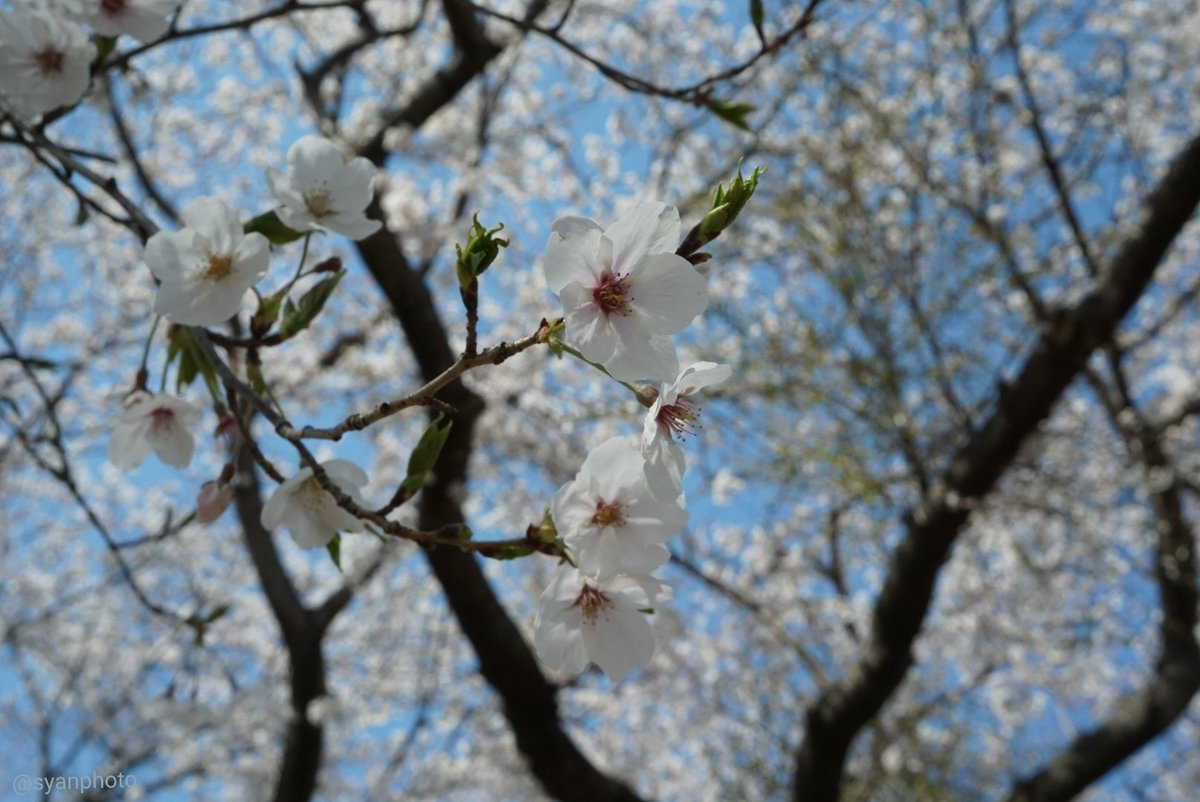 syanPhoto's tweet photo. 2019/04/04.
#さくら
#宮川堤
#日本さくら名所100選
#三重県 #伊勢市
.
.
#syanphoto
.
.
#桜 #sakura
#青空
#伊勢志摩 #鳥羽
.
.
#写真好きな人と繋がりがたい
#カメラマンさんと繋がりたい
#カメラ好きな人と繋がりたい
#photograph #photography
#photo… https://t.co/t1YugzMEnK https://t.co/O8jr4duy7R