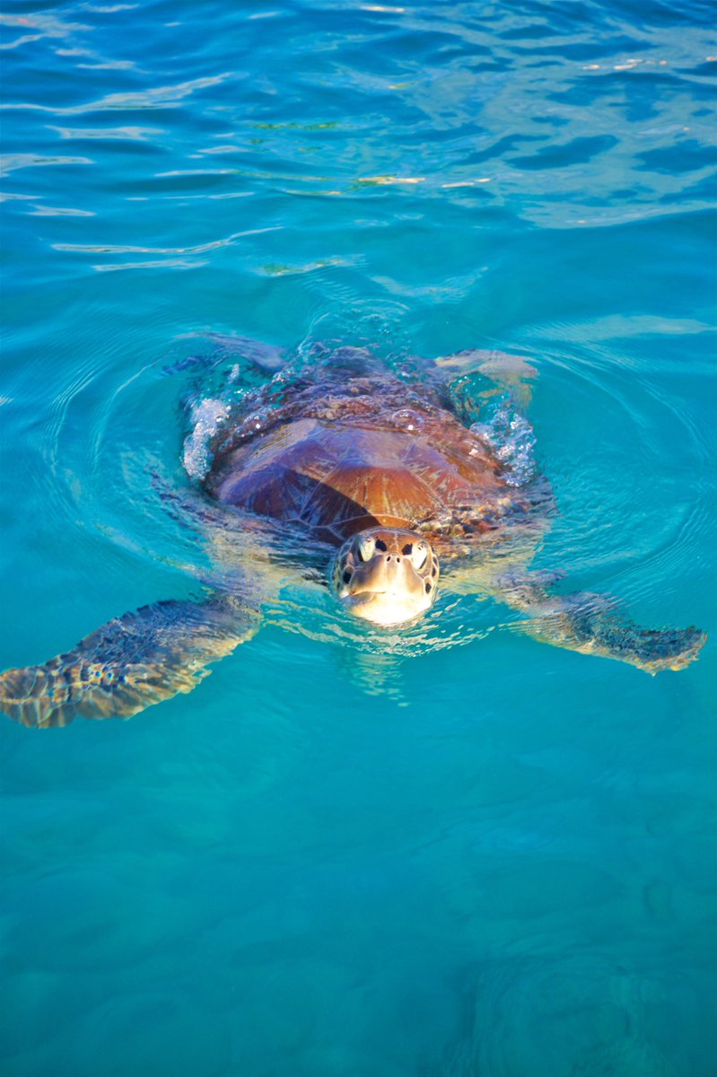 Cobblers Cove Hotel tweet media