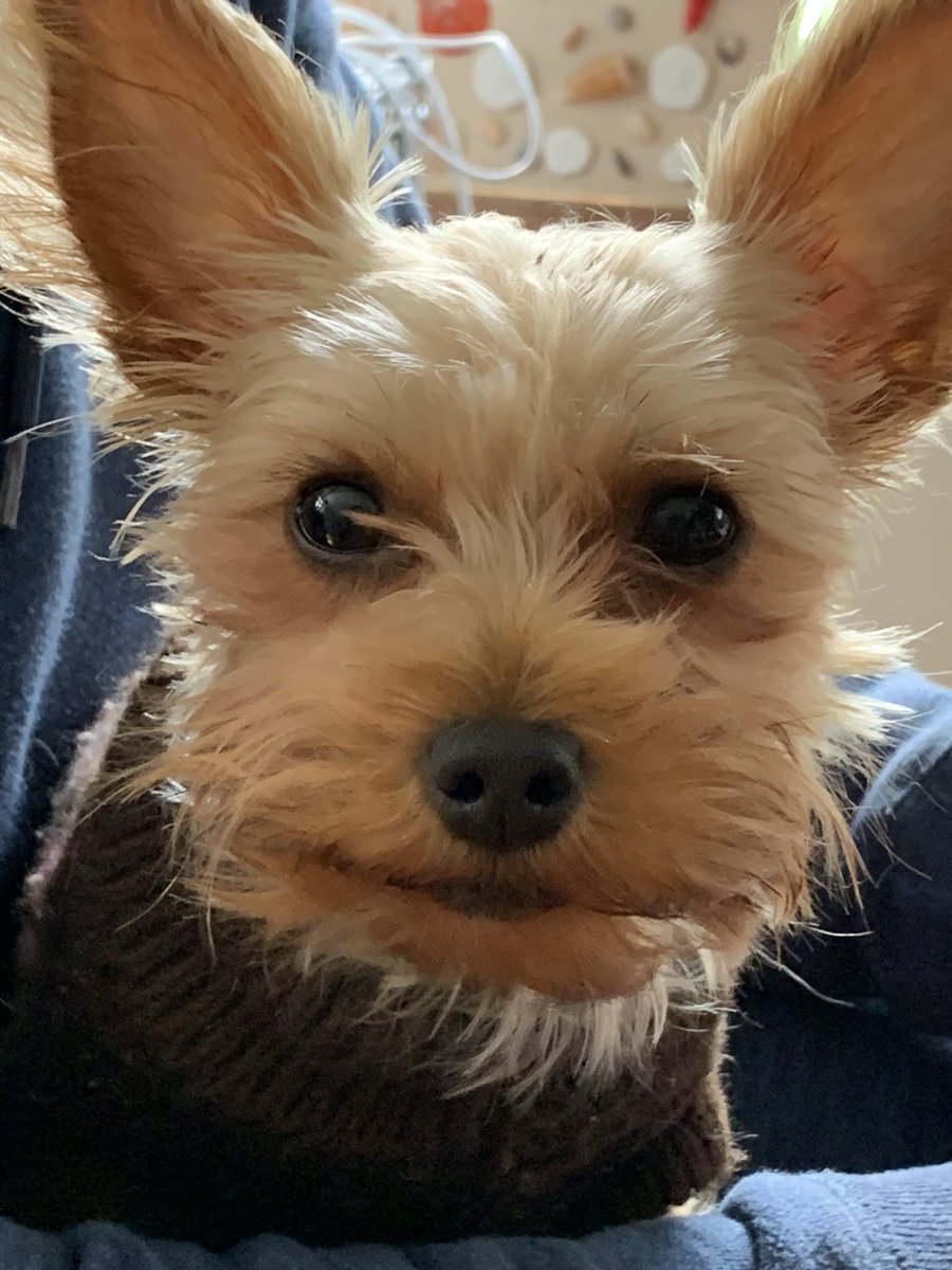 sherilyndarling's tweet photo. Happy #NationalPetDay to my 3 4-legged children #TeddyKennedy #Dozer #FinnleeMay #yorkies #dogsofcapecod #dogsofinstagram #dogsoftwitter #yorkiesofcapecod https://t.co/AGlj7smEcf