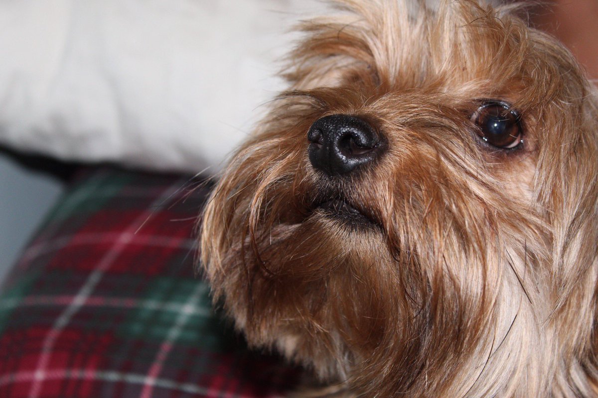 sherilyndarling's tweet photo. Happy #NationalPetDay to my 3 4-legged children #TeddyKennedy #Dozer #FinnleeMay #yorkies #dogsofcapecod #dogsofinstagram #dogsoftwitter #yorkiesofcapecod https://t.co/AGlj7smEcf