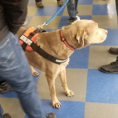 RMUWHKY's tweet photo. Happy #NationalPetDay to all of the Very Good Doggos and Puppers out there, especially the Very Best Ones that wear RMU stuff, come to our games, and make our players and alumni happy! https://t.co/oeQxE8C6fi
