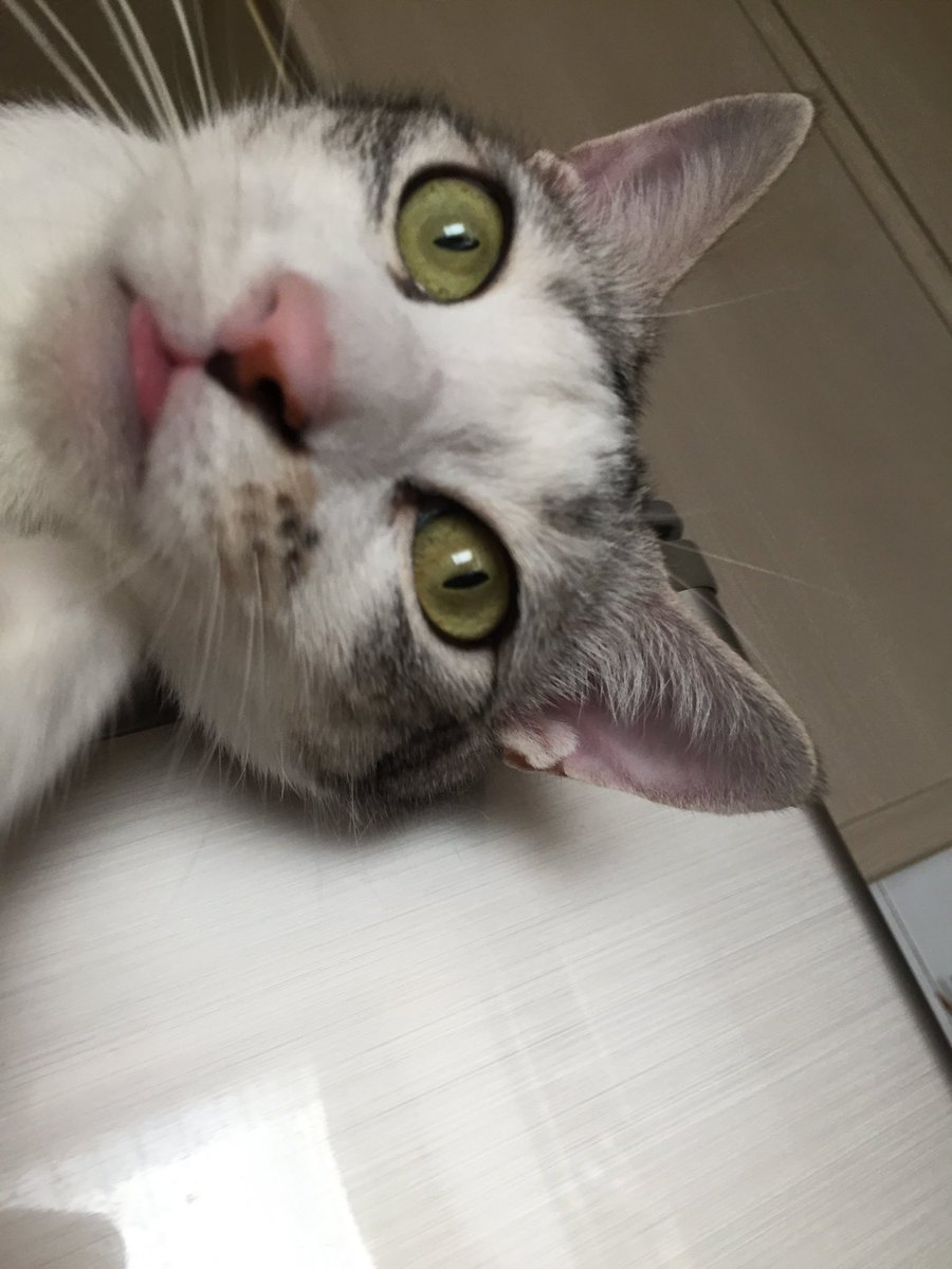 じぇいじぇい(JJ) tweet media