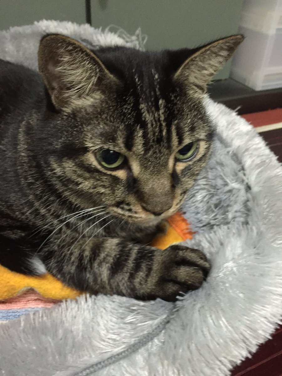 じぇいじぇい(JJ) tweet media