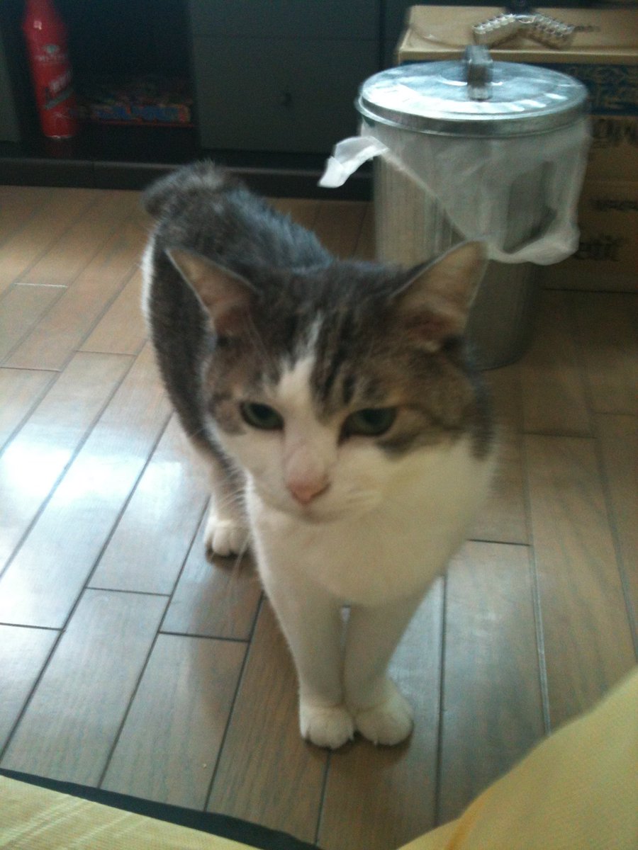 じぇいじぇい(JJ) tweet media