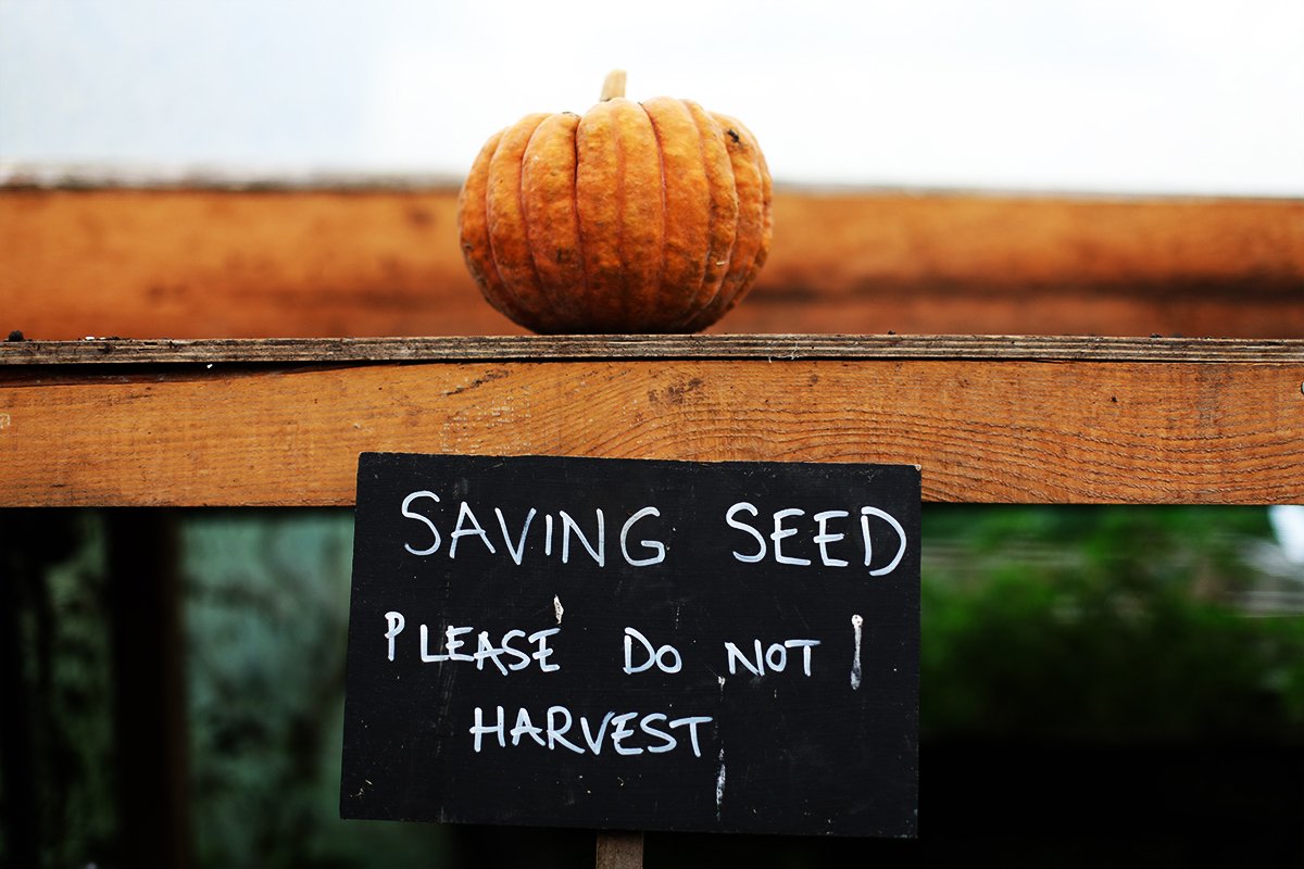 GaiaFoundation's tweet photo. Could you be the manager of the Seed Sovereignty UK &amp; Ireland Programme? We're recruiting for this exciting part-time position to drive a national programme working towards #seedsovereignty Pls share! https://t.co/H4FH34c3iK https://t.co/nOJA6MNgiT