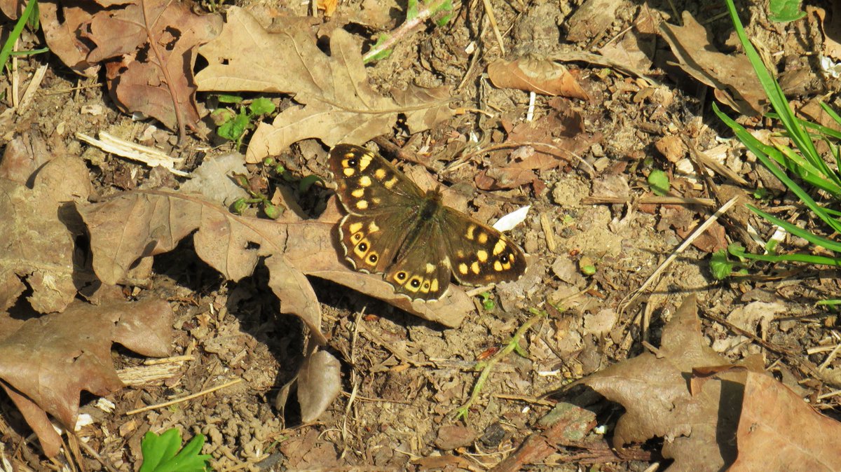 inja5248's tweet photo. #bont_zandoogje 🦋
plots kwamen ze tevoorschijn
in 'n holle weg in de buurt van #Neerbeek
@vlinderNL https://t.co/kLL5tKAIfE