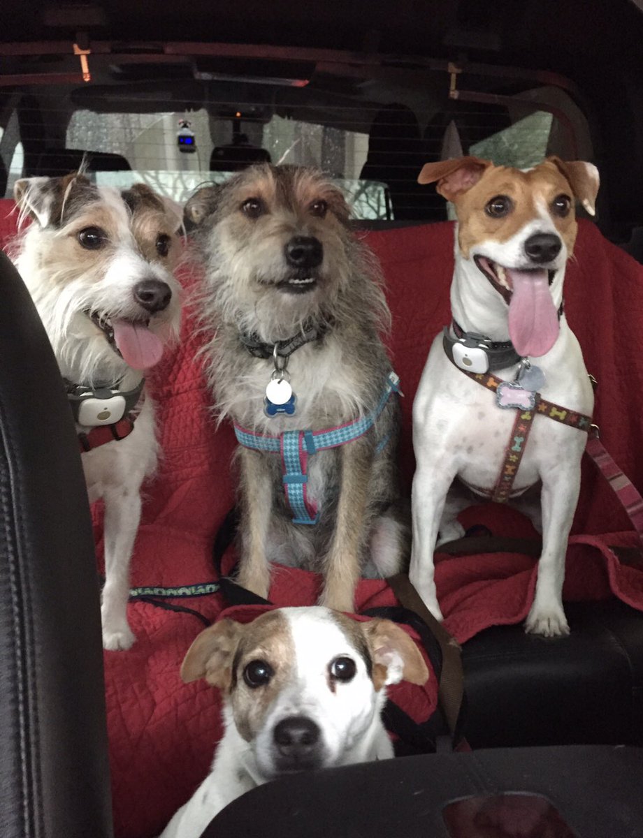 ANNED2000's tweet image. Happy #nationalpetday !! I love my #dogpack they make everything better and bring so much joy to my family !! #unconditionallove #dog #dogs #jrt #jackrussellterrier @RobinMeade