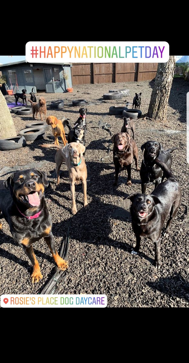 RosieDogDaycare's tweet photo. Happy #nationalpetday from the Rosie's Place Family πΎπ
.
.
.
#rosiesplace #dogdaycare #happynationalpetday #pets #petdog #doggydaycare #dogs #welovedogs #alldogs #dogdaycarelife #itsadogslife #gosforthlife #newcastle #nefollowers #newcastledogs #allyouneedisloveandadog https://t.co/XK4mUhrFGZ