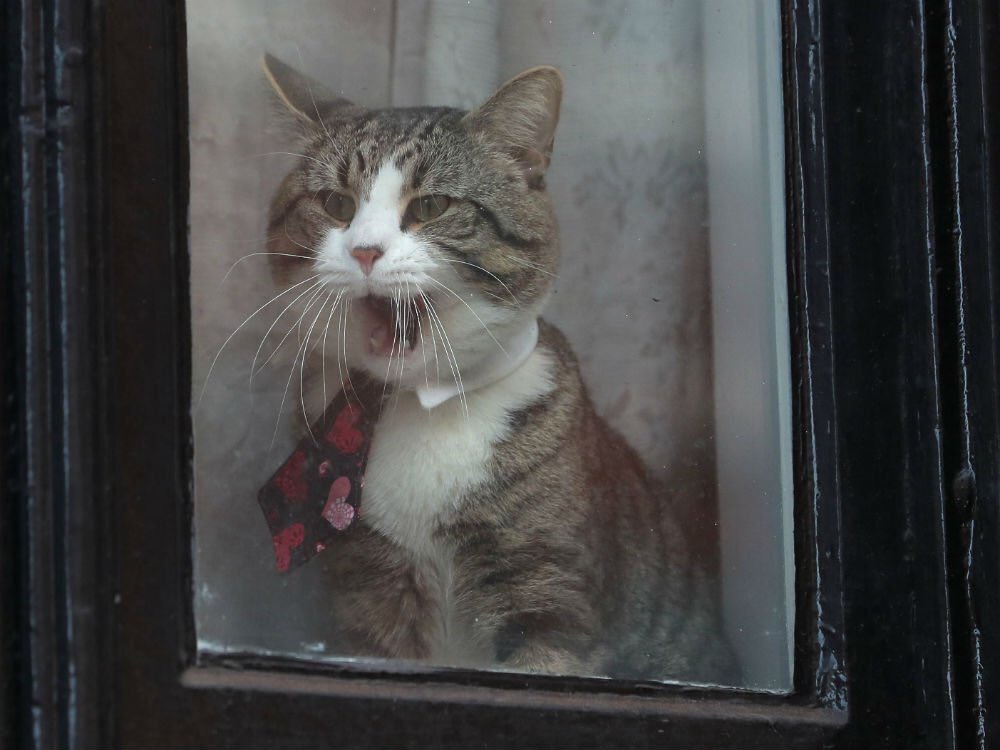 I wonder what will happen to James, Julian Assange's cat, who also lived in Ecuador’s London embassy