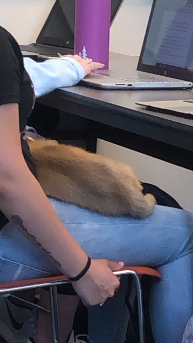 jnkskidd's tweet photo. There... Is... a... dog! Best day of Composition ever. #19MrEComp https://t.co/PpAKwplwlE
