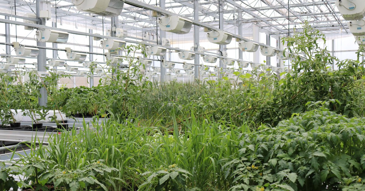 Creating a world with clean affordable food for everyone – Wondering how? Actigate™ Targeted Performance technology: ow.ly/x25V50pxTRd 

#CleanFoodforAll #Actigate #Agtech