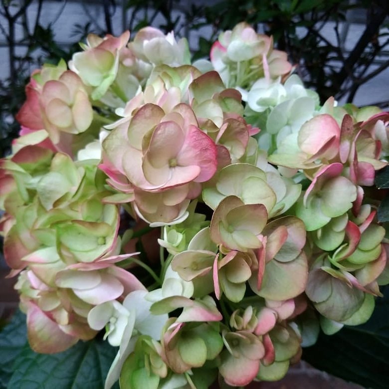 Antique Green Hydrangea. Freshly delivered to your door. FREE SHIPPING.  #weddinginspiration #wedding #flowers #weddingstyle #love #hydrangeas #catering #flowersbygallonei #green #kiwi #white #purple Flowers By Gallon E&amp;I #gallonei #hydrangea