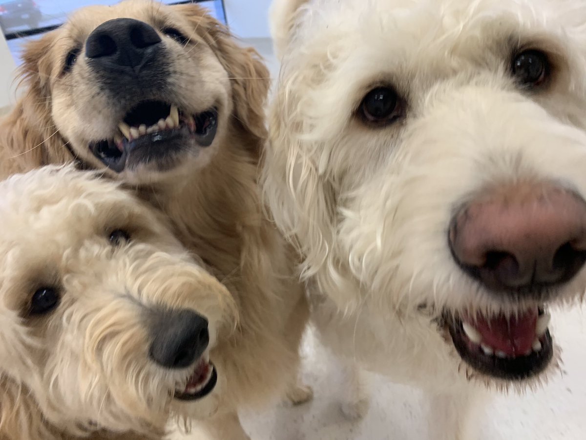 BarkTutor's tweet image. Happy #NationalPetDay! We love all of your pets you allow us to care for every single day :) Thank you and enjoy. #BarkTutor